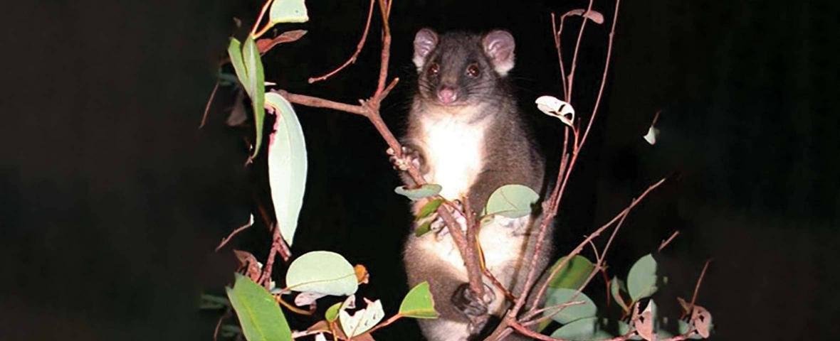 Protecting The Iconic WesternRingtail Possum
