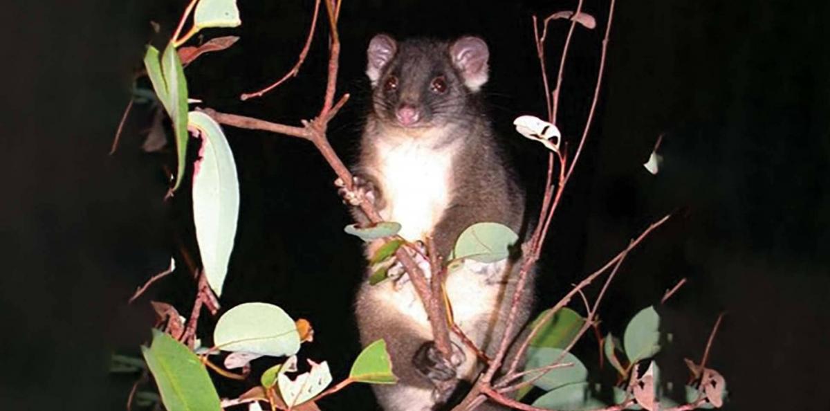 Ringtail possum in a gum tree at night