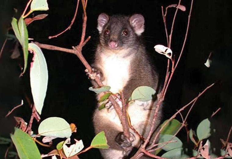 Ringtail possum in a gum tree at night