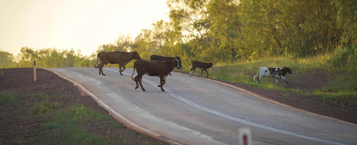 Danger of Livestock on Roads 2