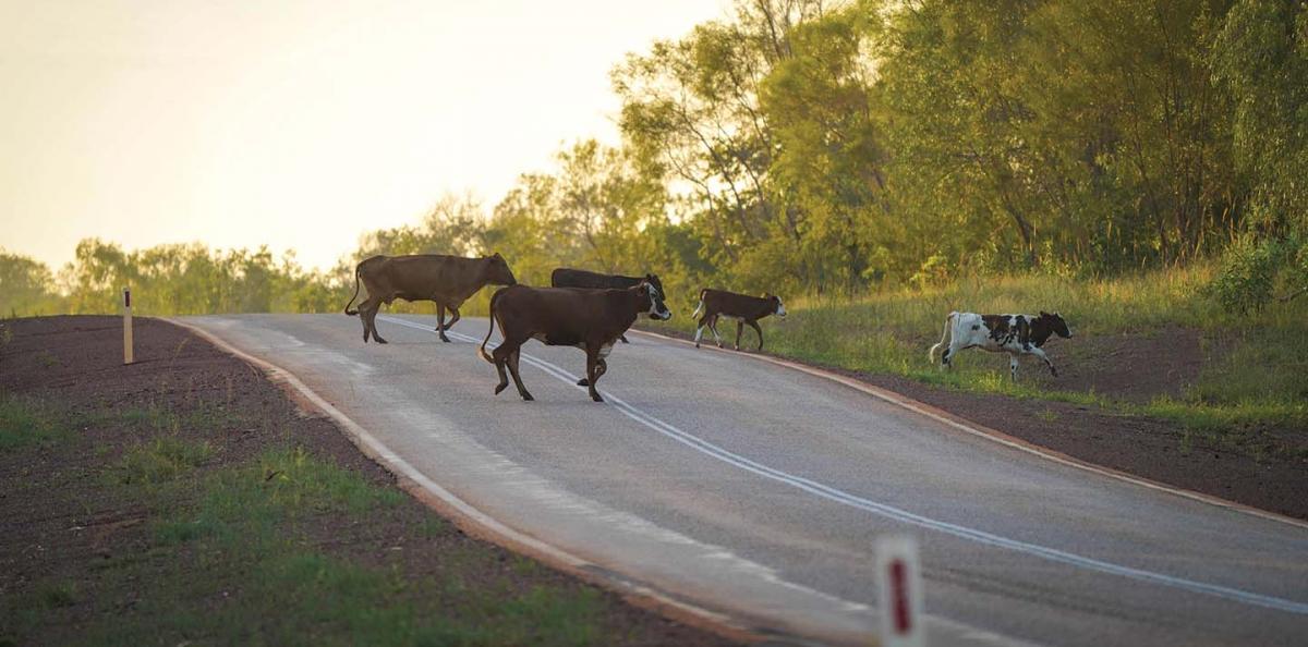 5 cows are crossing a country road at sunrise