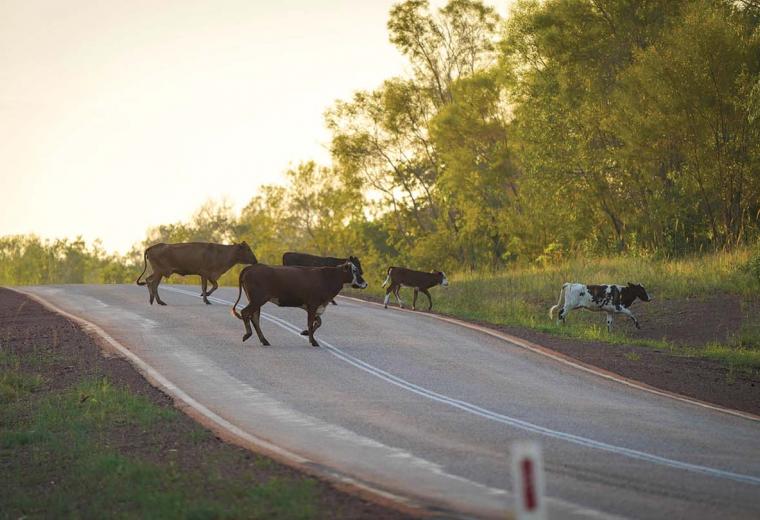 5 cows are crossing a country road at sunrise