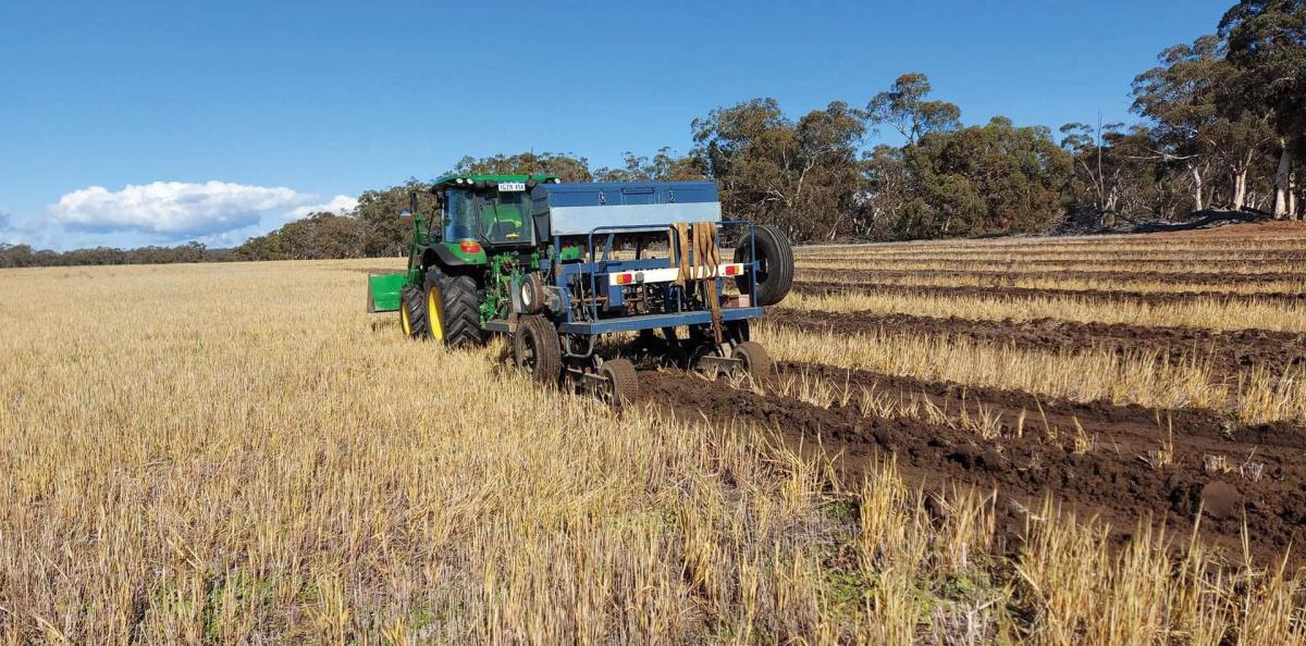 A harvester operating in a wheatfield