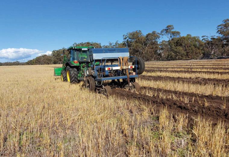 A harvester operating in a wheatfield